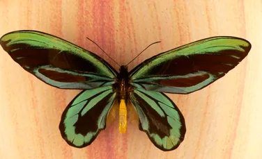 Test de cultură generală. Cât cântărește cel mai mare fluture din lume?