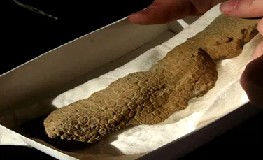 Dinozaur mumificat descoperit in Dakota de Nord