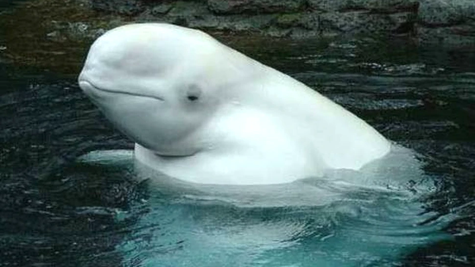 Balene beluga prinse de gheturile fiordului Grise