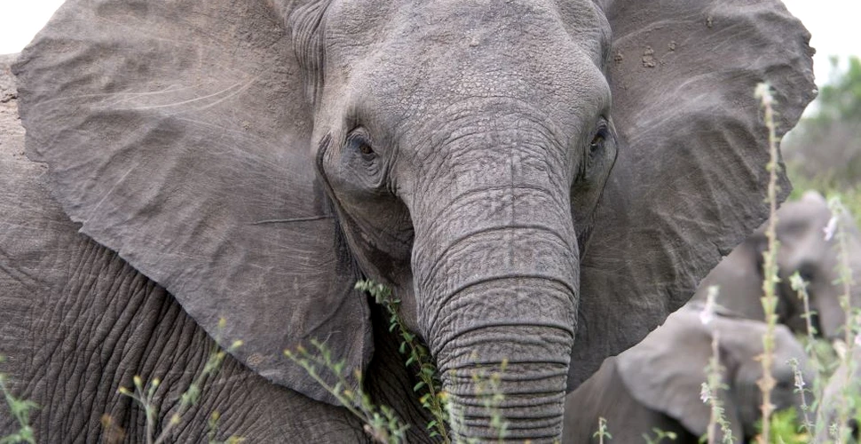 Când animalele sălbatice se răzbună: Un vânător a fost strivit de către un elefant împuşcat