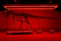 Unul dintre cele mai spectaculoase schelete de T. Rex, scos la licitație în premieră europeană