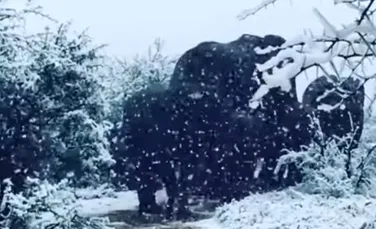 Girafele şi elefanţii din Africa au fost ”surprinşi” de zăpadă