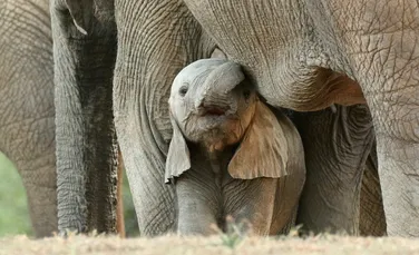 Ce a dus la apariția elefanţilor fără colţi? Efectele sunt vizibile și acum