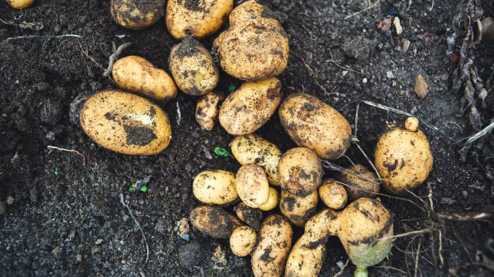Un nou soi de cartofi poate rezista aceluiași patogen care a cauzat Marea Foamete Irlandeză