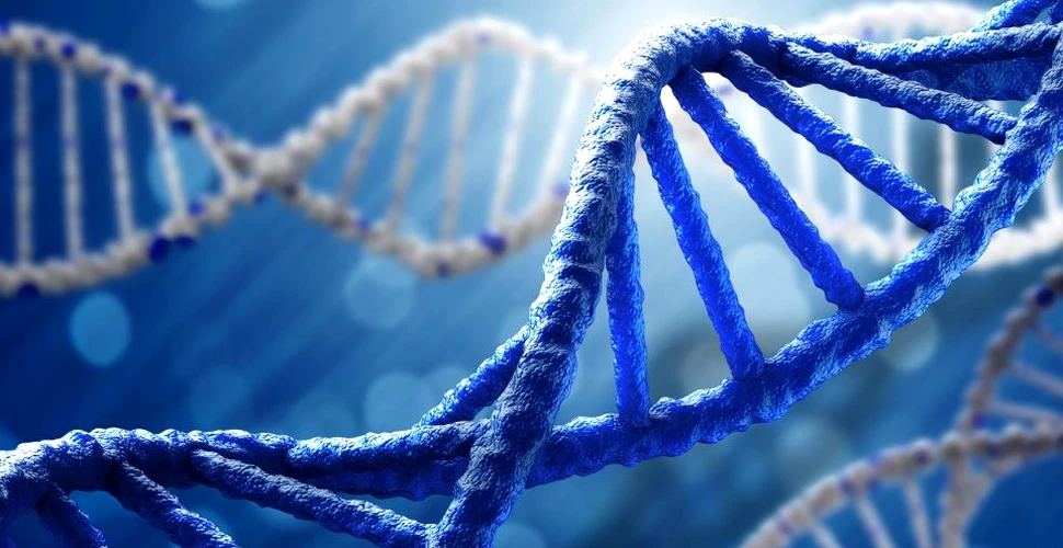 Cercetătorii au făcut o descoperire care marchează începutul unei noi era a geneticii: s-a aflat cum celula organizează ADN-ul pentru diviziune