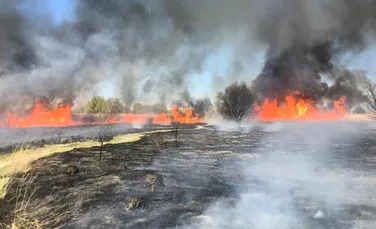 Incendiul din Delta Văcărești, stins după mai bine de două ore. Ce suprafață a ars?