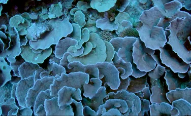Un recif de corali în formă de trandafir, „ca o operă de artă”, a fost descoperit în Tahiti