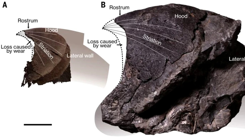 Caracatițele gigantice stăpâneau oceanele acum 100 de milioane de ani