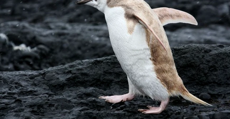 Misterul pinguinului blond filmat în Antarctica. Ce au aflat biologii despre el? (VIDEO)