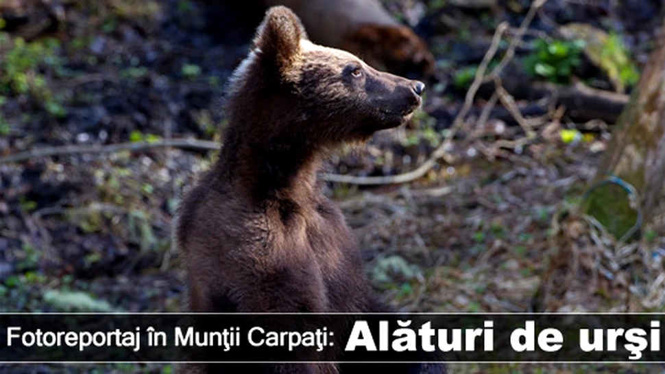 Fotoreportaj în Munţii Carpaţi: Alături de urşi – episodul 1