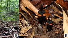 „Floarea diavolului”, o nouă specie descoperită în Thailanda. De ce este specială?