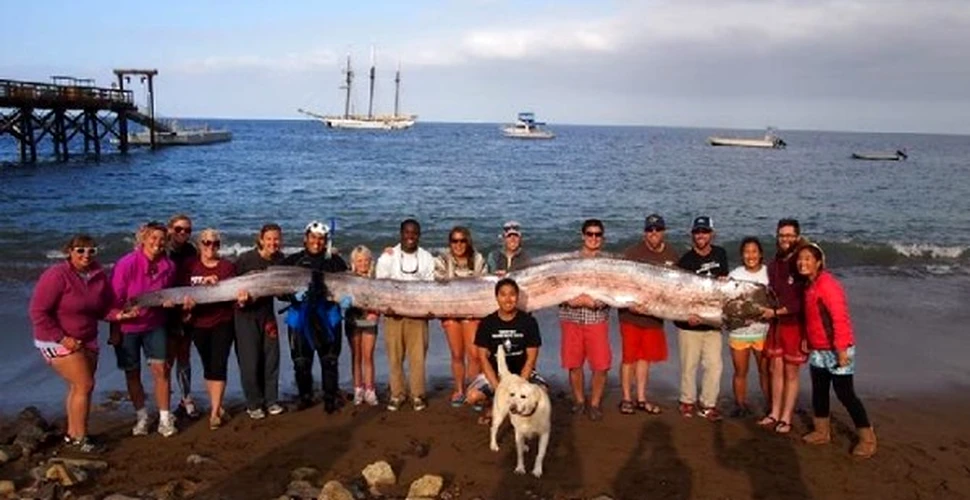 „O descoperire unică în viaţă”: monstrul marin lung de 5,5 metri (GALERIE FOTO)