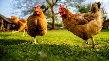 Cercetătorii japonezi susțin că Inteligența Artificială poate traduce ce spun găinile