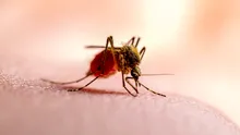 O echipă a creat materialul textil care te protejează de țânțari
