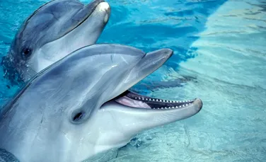Pot delfinii sa anticipeze viitorul?