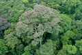 Unii copaci tropicali „adoră” să fie loviți de trăsnet