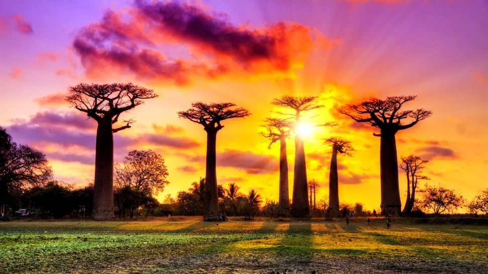 Cum au apărut baobabii, numiți și „copacii vieții”, pe Pământ?