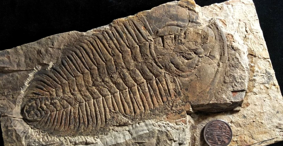 Fosilele unor specii necunoscute până azi, descoperite în Australia