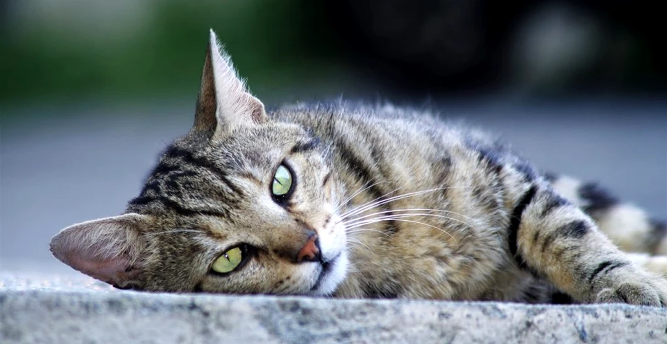 Un studiu arată că aproape 15% dintre pisicile testate în Wuhan au fost infectate de oameni