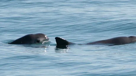 Test de cultură generală. Care este cel mai rar animal din lume?