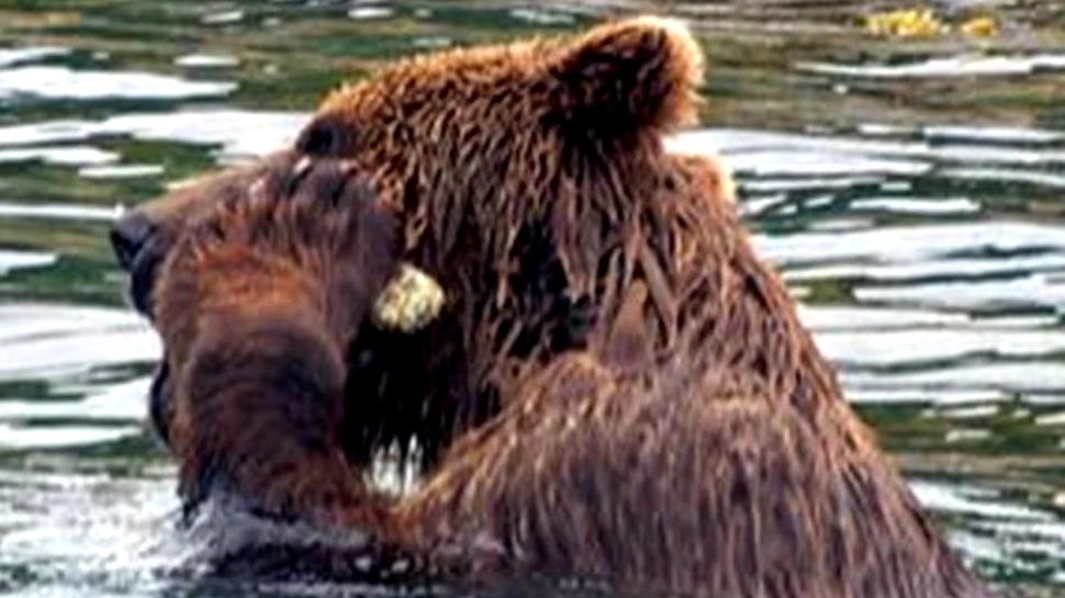 El este primul urs care a fost văzut folosind  o unealtă!