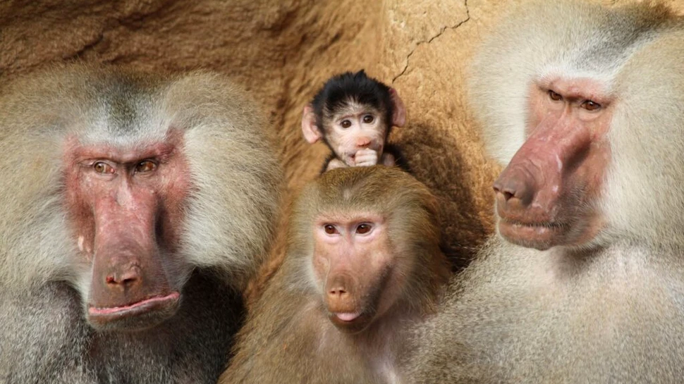 Contracepția ar putea prelungi viața unor mamifere, arată un nou studiu