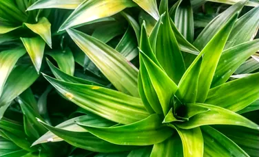 Cum putem salva plantele de apartament: trucul simplu care dă roade