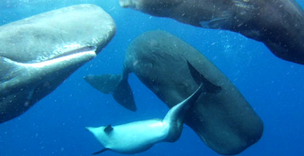 Un grup de caşaloţi a adoptat un delfin care suferă de o malformaţie