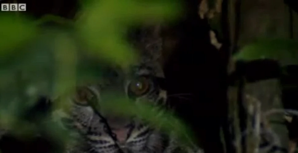 Leopardul marmorat de Sunda a fost filmat pentru prima dată (VIDEO)