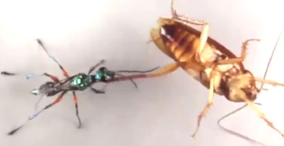 Un gândac scapă de o furnică ”zombie” cu o mişcare de karate