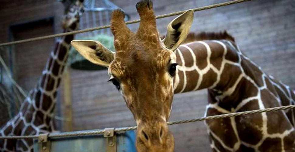 VIDEO. Momentul în care o girafă dă naştere puiului său, urmărit de peste un milion de oameni
