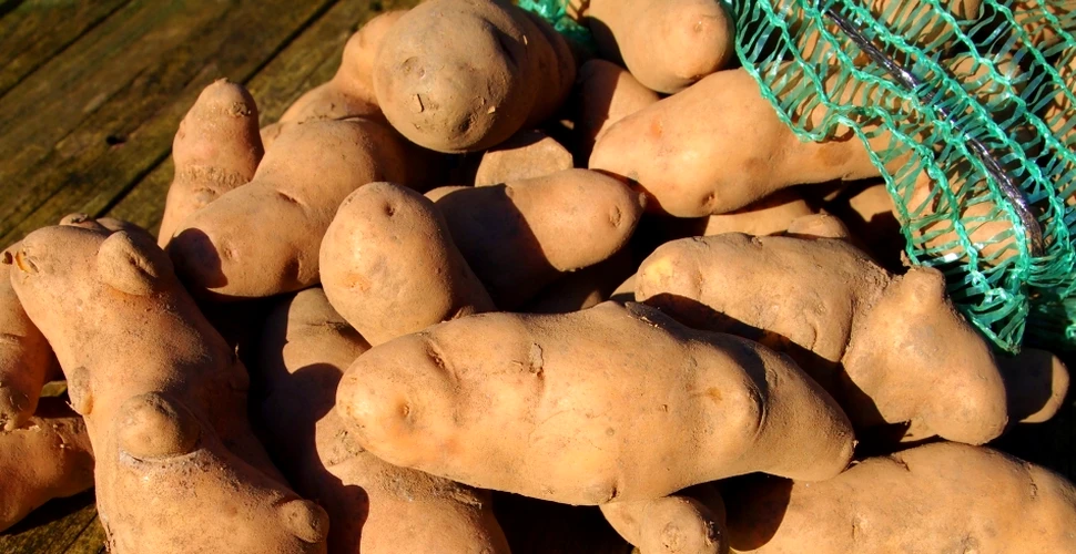 Cartofi dulci de două ori mai mari, rezultatul încălzirii globale