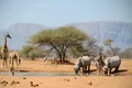 Sunetul care sperie animalele din Africa mai rău decât răgetul leilor și focurile de armă