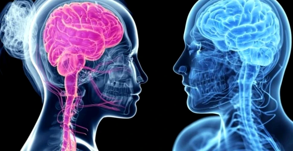 Savanţii au descoperit o nouă diferenţă între bărbaţi şi femei: creierul feminin are un flux sanguin mai ridicat. Care sunt urmările