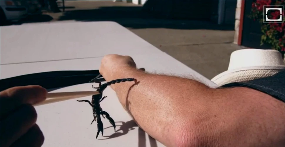 Magnificul atac al unui scorpion, filmat cu încetinitorul (VIDEO)