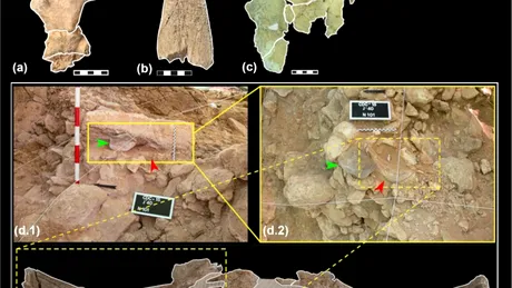 De ce neanderthalienii colecționau cranii cu coarne?