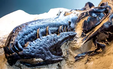 „Dinozaurii care se duelează”, cele mai complete schelete de dinozauri descoperite vreodată