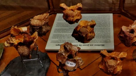 Cel mai mare șarpe de mare care a trăit vreodată ar fi putut mânca chiar și rechini