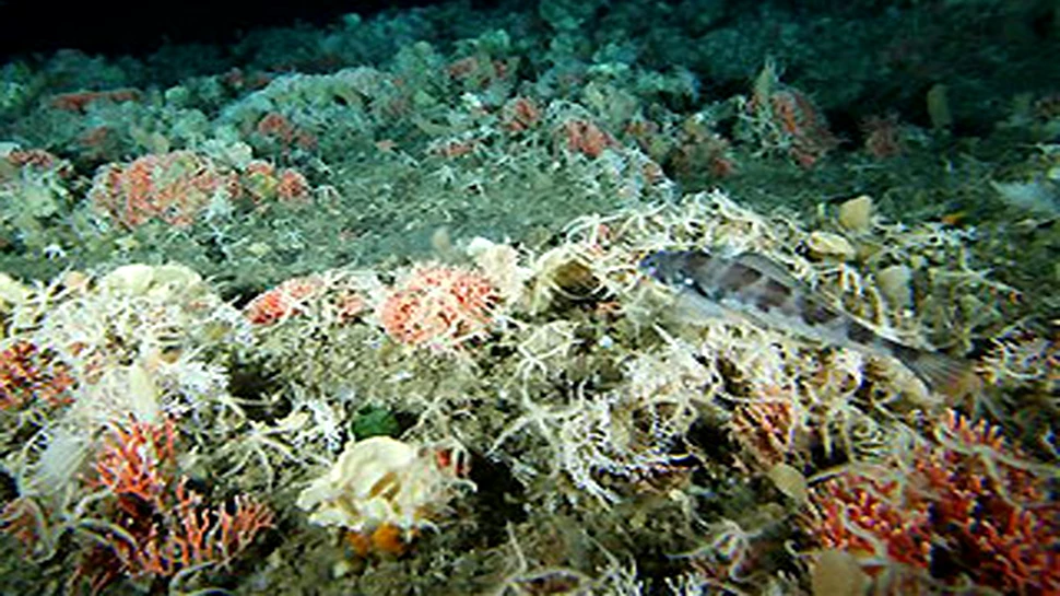 Paianjeni si viermi giganti descoperiti in Oceanul Antarctic