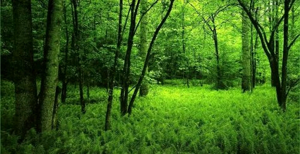 Decizie salutară luată de Albania: se interzice tăierea arborilor timp de zece ani, pentru a proteja pădurile