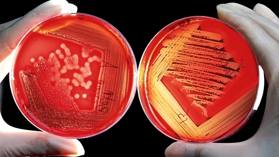 Un nou medicament ar putea să lupte cu succes împotriva celor mai periculoși patogeni