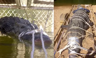 Un crocodil uriaş a fost capturat după 10 ani de căutări