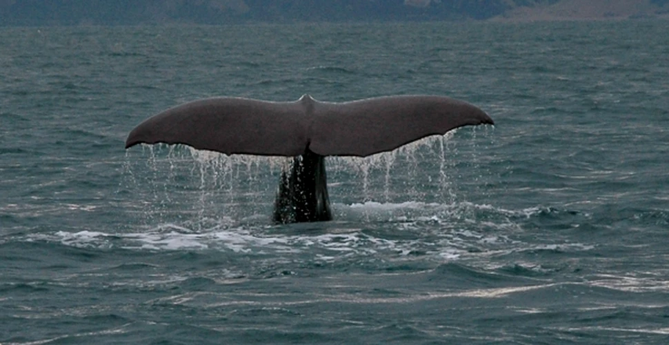 Islanda da startul vanatorii de balene