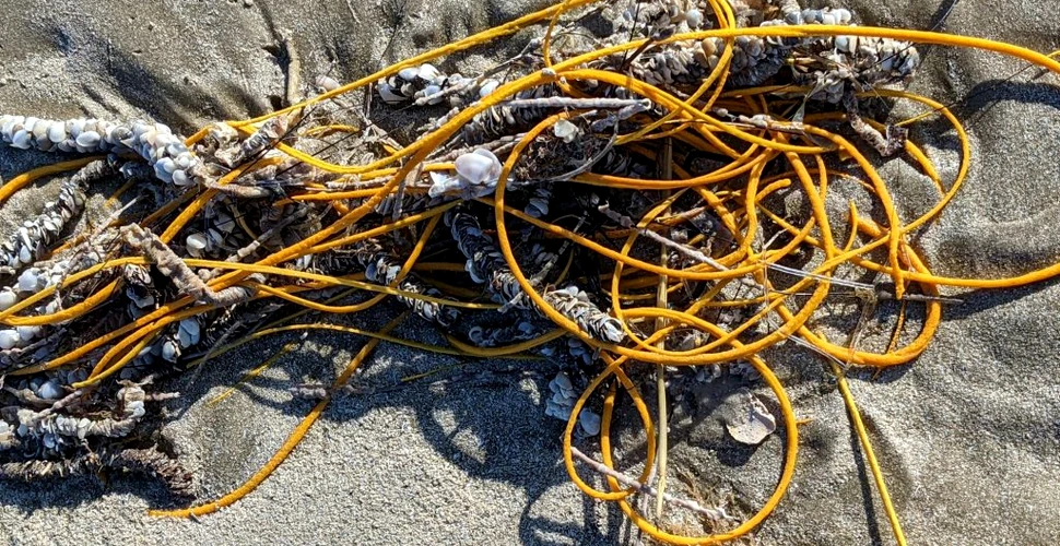 „O grămadă încâlcită” găsită pe o plajă din SUA este, de fapt, o creatură marină ciudată