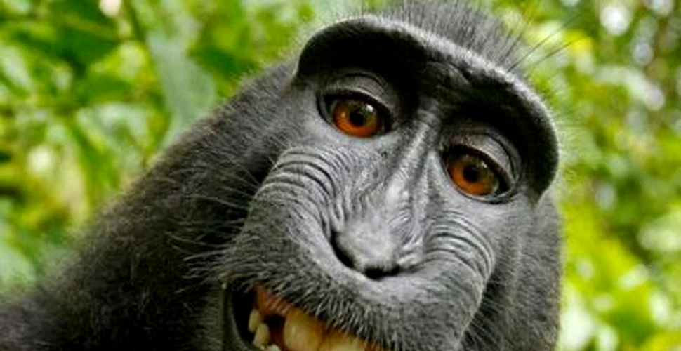 Proces inedit în SUA. Cine e proprietarul fotografiei de mai jos: maimuţa care şi-a făcut selfie sau fotograful căruia i-a fost furat aparatul