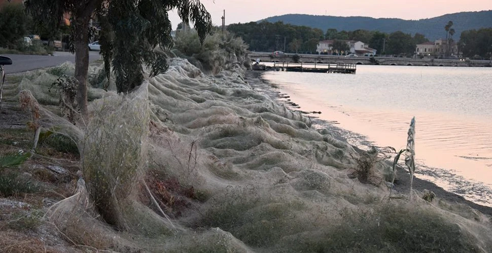 ”Petrecerea” păianjenilor: în Grecia există o pânză de păianjen care se întinde peste mai mult de 300 de metri – GALERIE FOTO