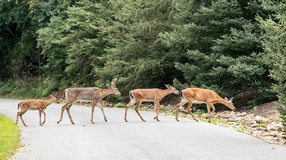 Până la 40 la sută din cerbii și căprioarele sălbatice din SUA au anticorpi COVID-19