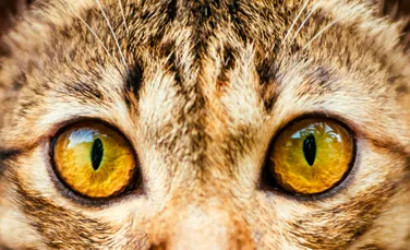 Culorile fascinante ale ochilor de pisică ar proveni de la un singur strămoș