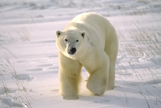Un urs polar mascul din Canada