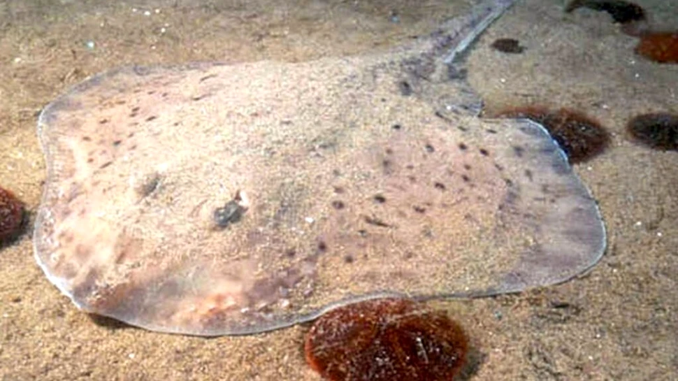 Oamenii de știință încearcă să afle cum au evoluat membrele repetitive